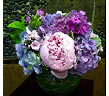 Summer Hydrangea