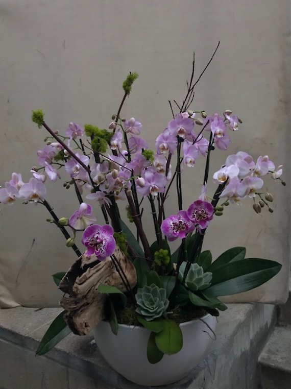 Santa Monica Flowers Pink Paleanopsis Orchids