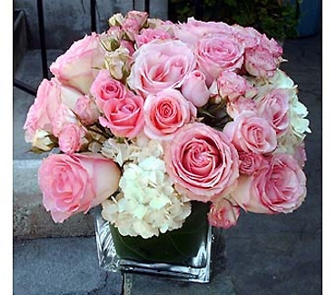 PINK RHAPSODY