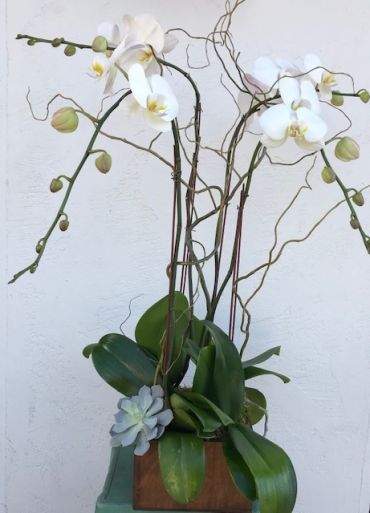 Ann\'s Flowers Cascading Orchids