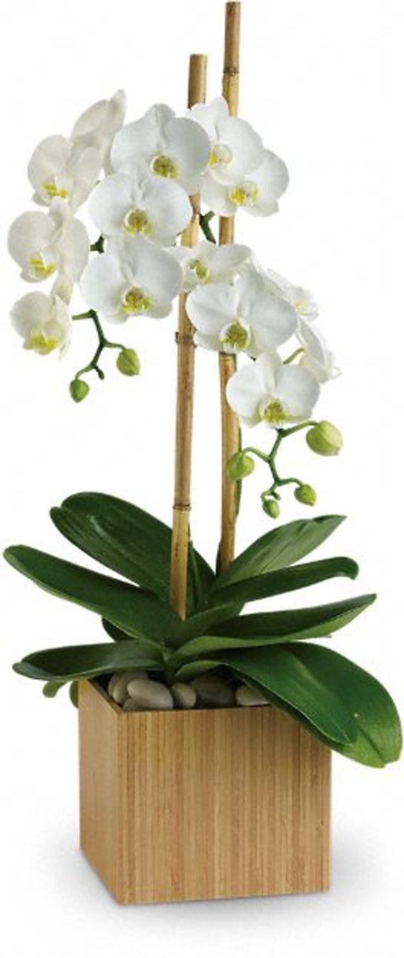 Opulent Orchids
