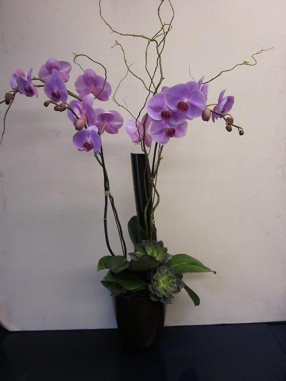 Santa Monica Flowers Purple Phale