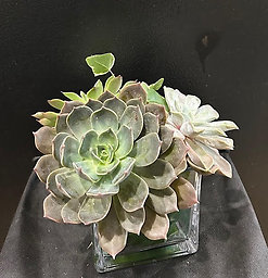 G0344