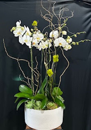 SANTA MONICA FLOWERS G147
