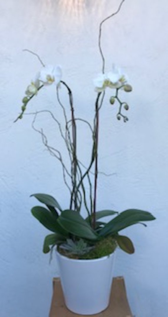 Santa Monica Flowers Simplicity