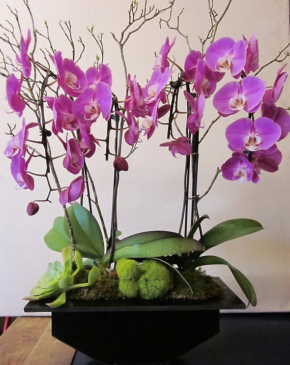 Santa Monica Flowers Soho Orchids