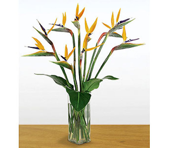 Bird of Paradise