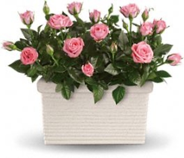 Rose Repose