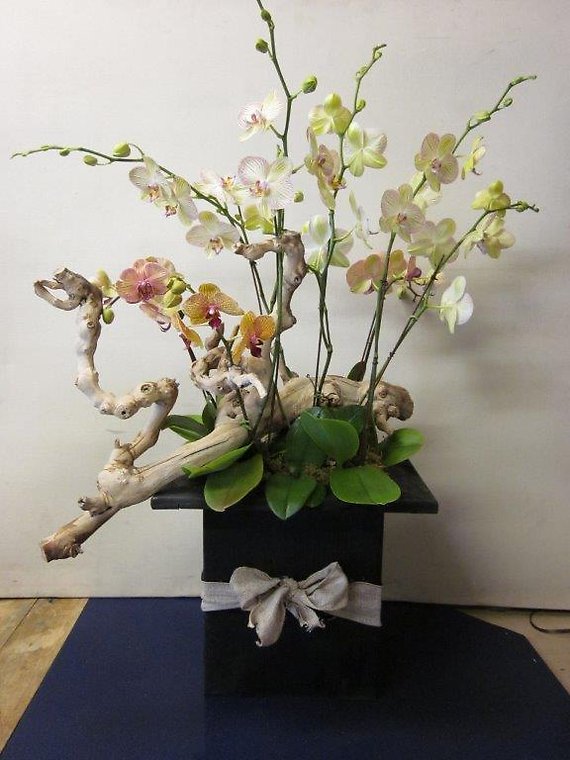 Santa Monica Flowers Orchid Florentine