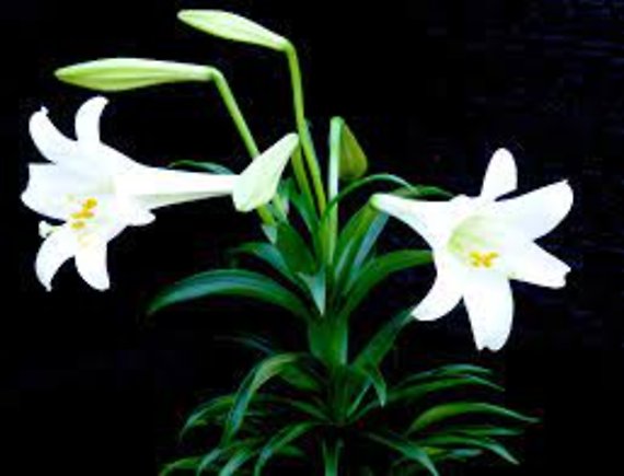 Easter Lilies
