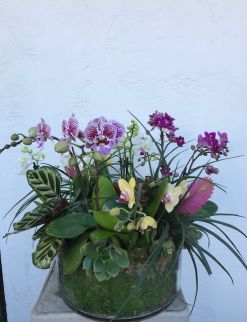 Santa Monica Flowers Miniature Orchid Planter