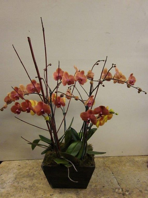 Santa Monica Flowers Sherry Orchids
