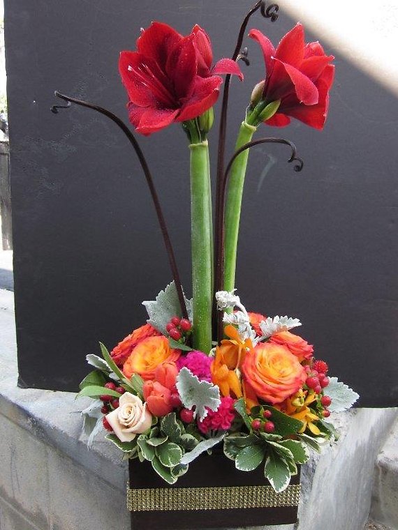 Red Amarillys