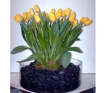 Yellow Tulips and Black River Rocks