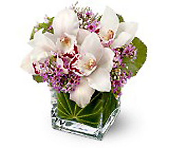 Lovely Orchids