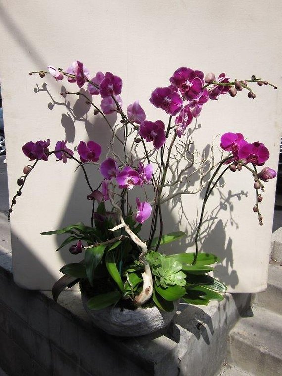 Santa Monica Flowers Pure Purple