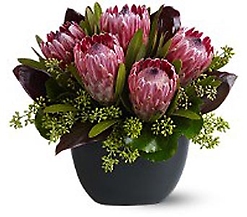 Positively Proteas