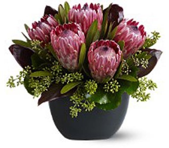 Positively Proteas