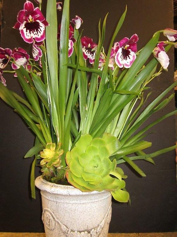 Ann\'s Flowers 17