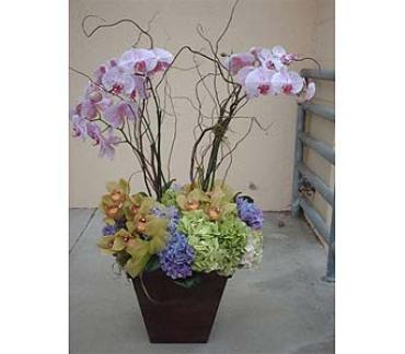 Phale Orchids