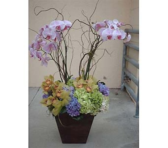 Phale Orchids