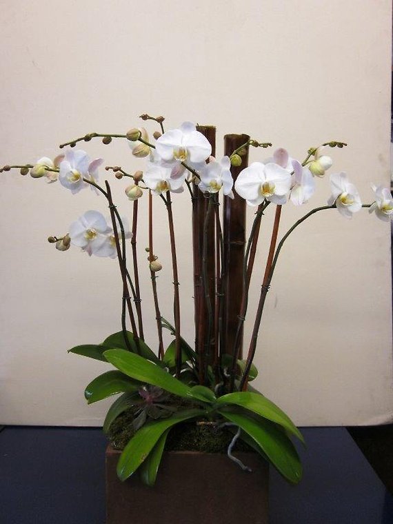 Santa Monica Flowers Wonderous Orchids