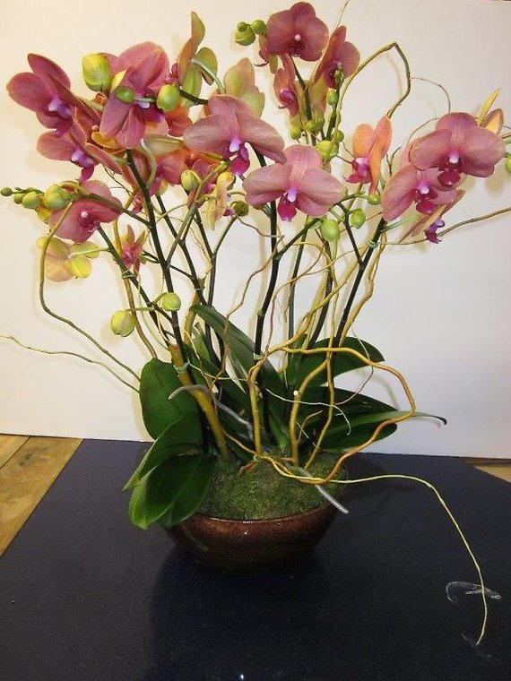 Santa Monica Flowers Julian Orchids