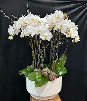 SANTA MONICA FLOWERS G152