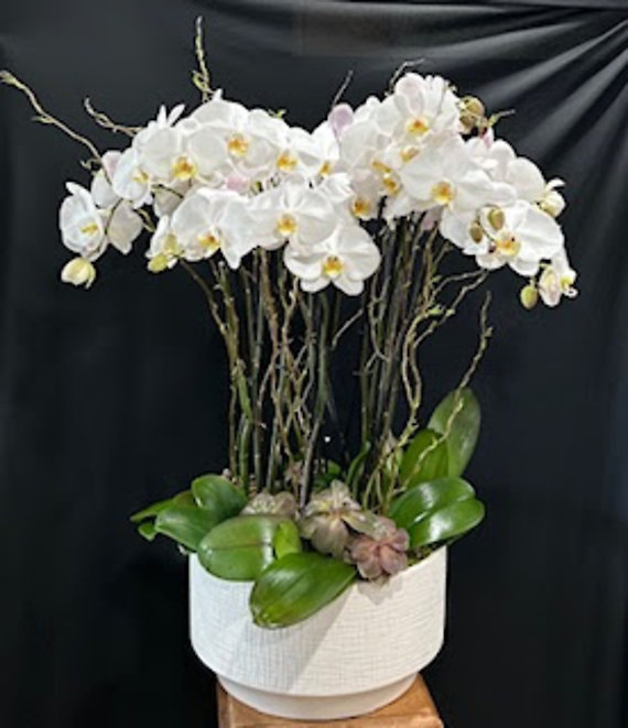 SANTA MONICA FLOWERS G152