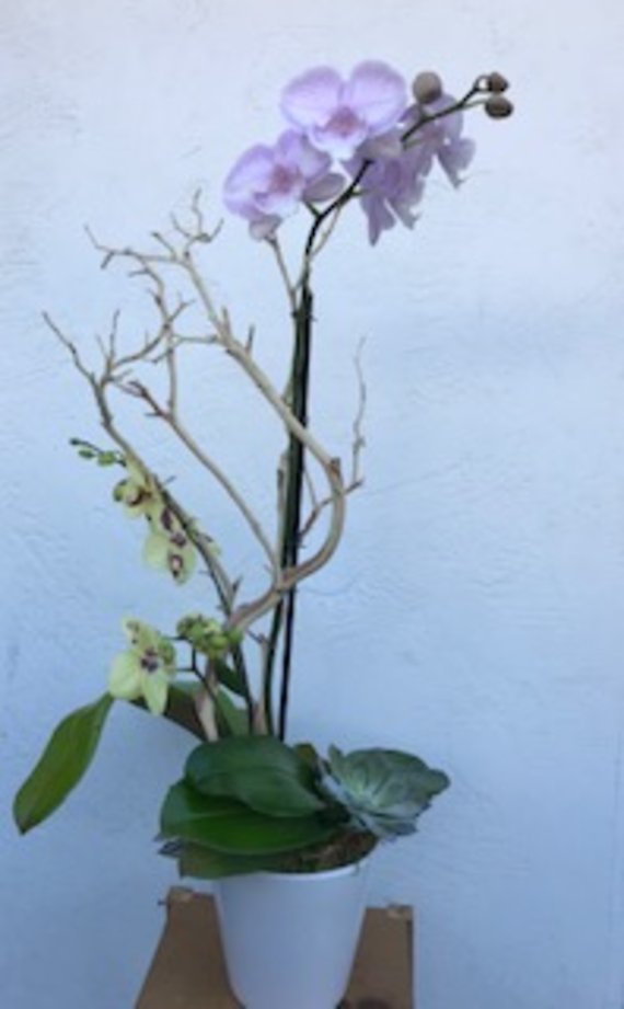 Santa Monica Flowers Toledo