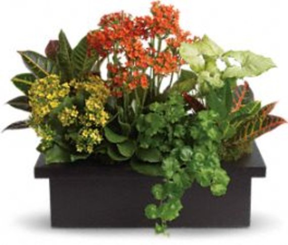 Stylish Plant Assortment
