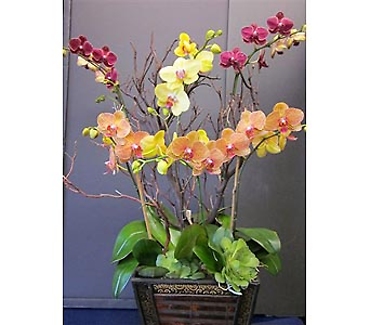 Dancing Orchids
