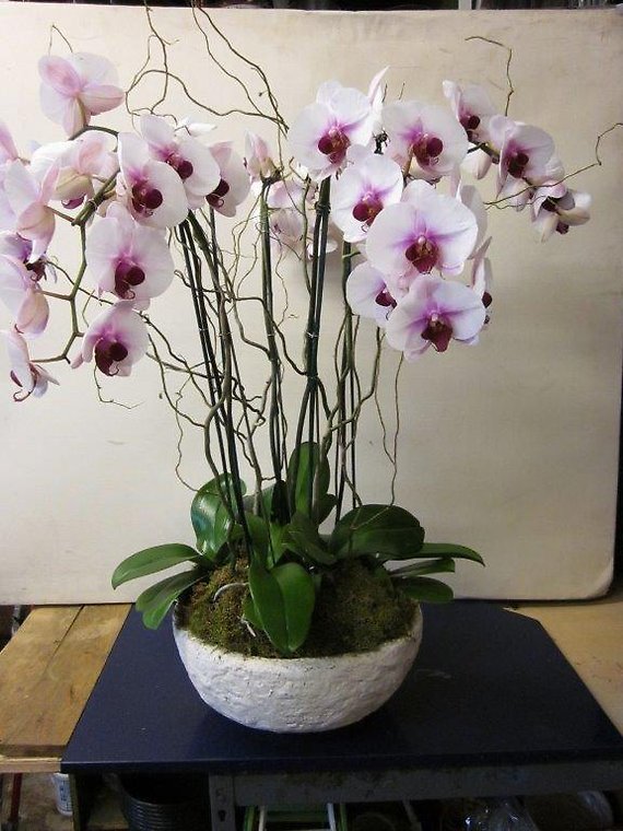 Santa Monica Flowers Fuschia Orchids