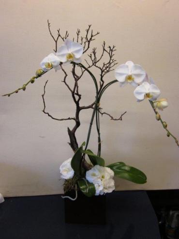 Santa Monica Orchids White Phale with Manzanita