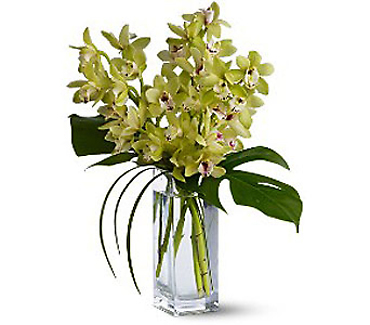 Chid Elegance