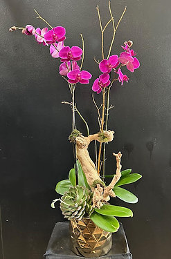 G0331