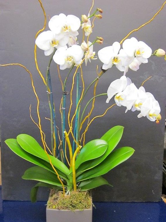 Santa Monica Flowers Elegant White Phale\'s